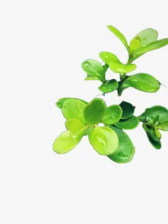 绿叶及其上边的露珠免抠