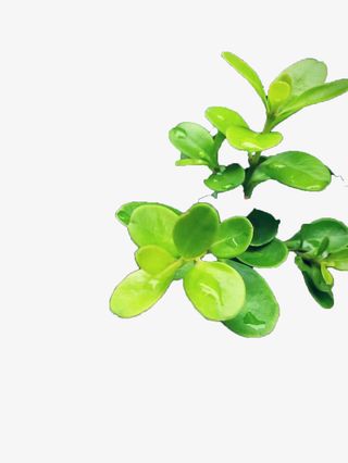 绿叶及其上边的露珠免抠