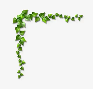 直角装饰爬山虎叶免抠