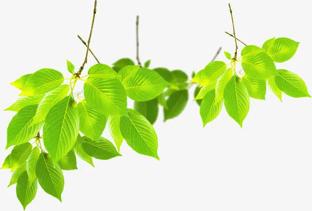 春季文艺植物树叶免抠
