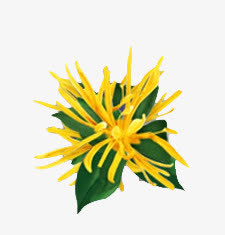 金缕梅植物素材免抠