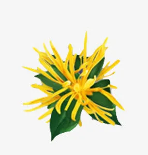 金缕梅植物素材免抠