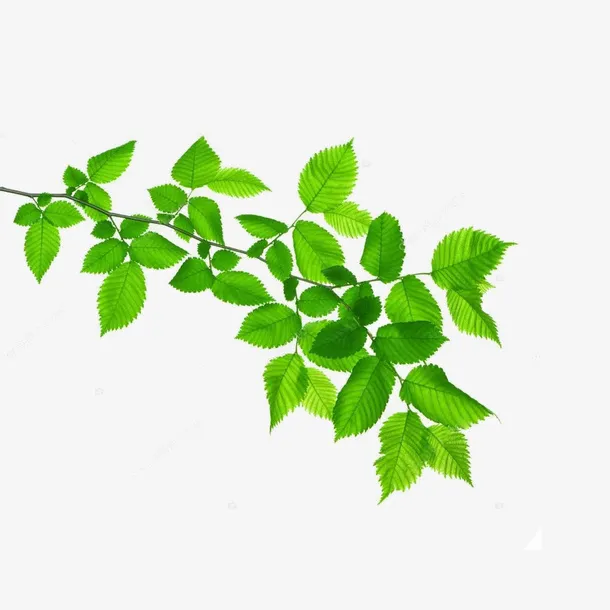绿色的树枝叶子免抠动植物植物元素