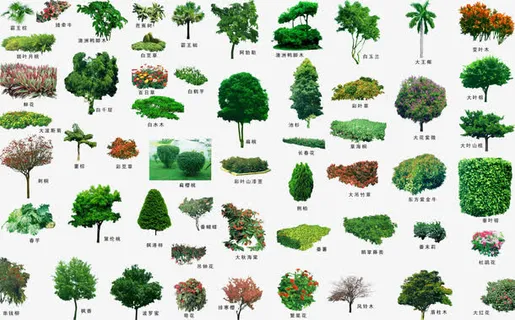园林景观植物免抠
