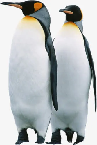 企鹅免抠