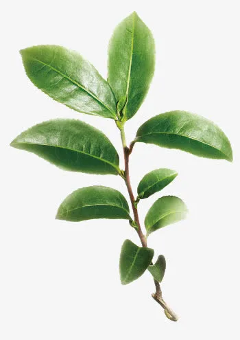 茶树树枝免抠