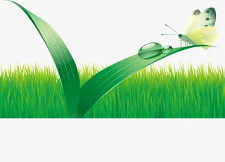 春天清新草地草丛树叶蝴蝶免抠