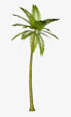 椰树免抠
