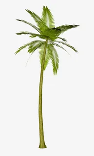 椰树免抠