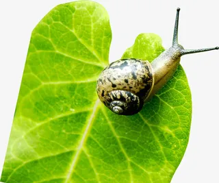 绿叶上的蜗牛免抠