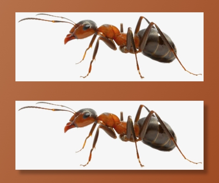 蚂蚁免抠装饰动物元素