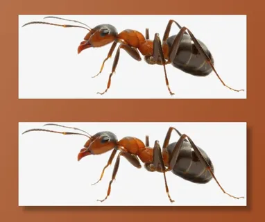 蚂蚁免抠装饰动物元素