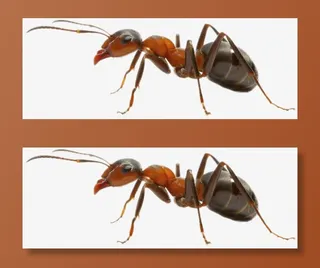 蚂蚁免抠装饰动物元素