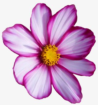 花卉标签手绘花卉素材免抠