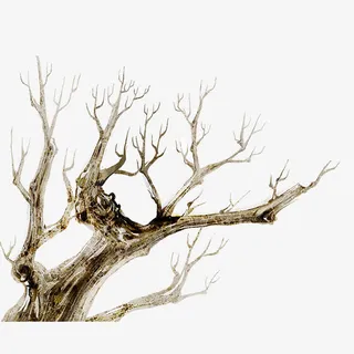 枯萎树枝免抠