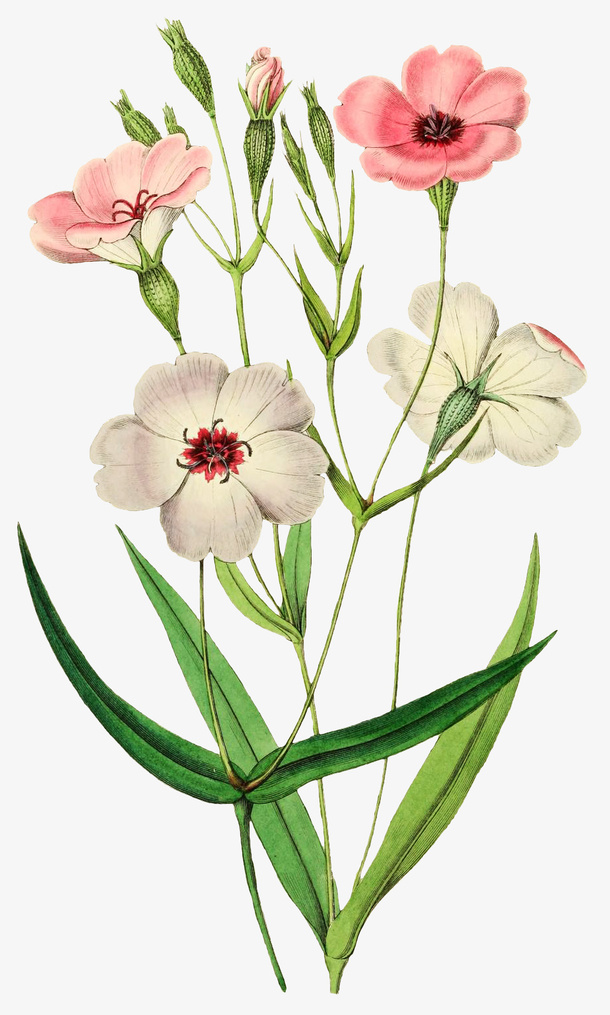手绘麦蓝菜免抠
