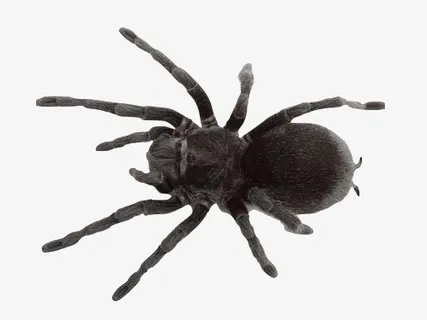 爬宠蜘蛛蜥蜴变色龙蝎子四脚蛇乌免抠