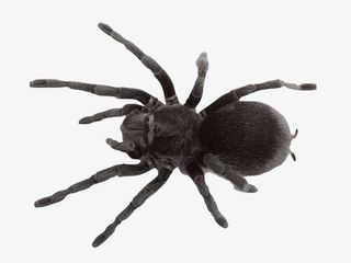 爬宠蜘蛛蜥蜴变色龙蝎子四脚蛇乌免抠