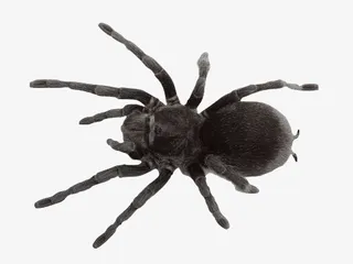 爬宠蜘蛛蜥蜴变色龙蝎子四脚蛇乌免抠