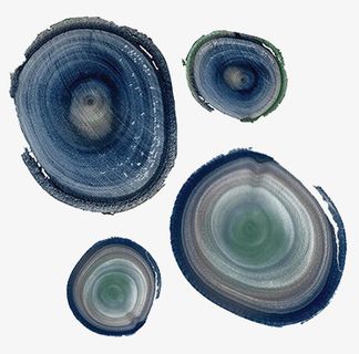 树的年轮图形免抠