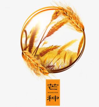 二十四节气芒种免抠