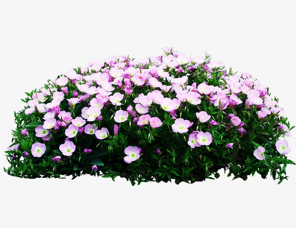 粉红色花丛免抠