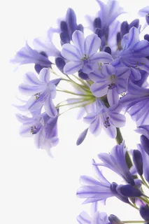 紫罗兰花朵免抠 紫罗兰花朵免抠