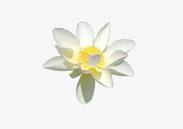 夏季的白色荷花免抠