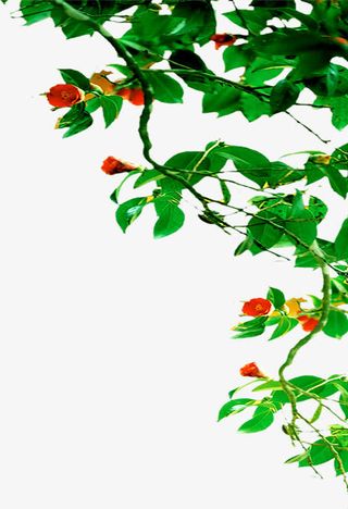 春天清新绿叶植物花朵免抠