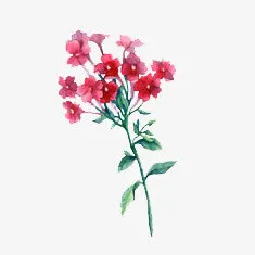 一枝花免抠