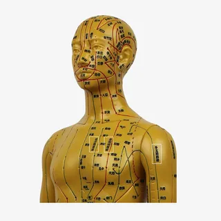 人体经脉模型设计免抠