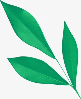 春天卡通绿色树叶装饰免抠