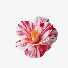 花朵免抠