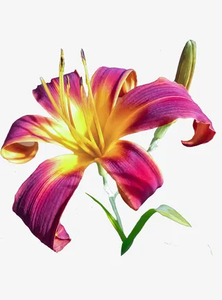 春天踏青百合花花免抠