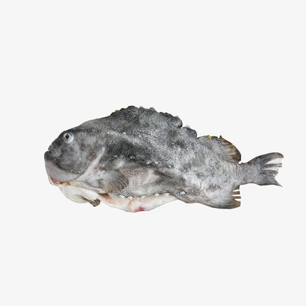 深海海参斑免抠