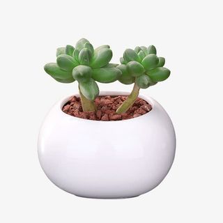 卡通手绘绿色的多肉免抠