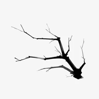 树枝免抠