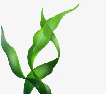 手绘清新植物绿叶免抠