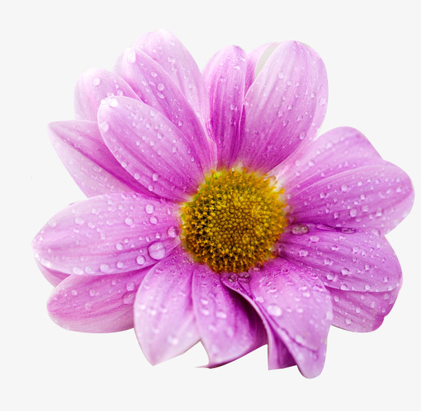紫色菊花图片免扣素材免抠