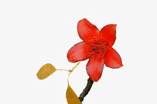 一枝枝条上一朵大红色红棉花实拍免抠