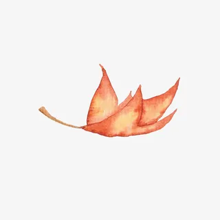 漂浮的叶子免抠