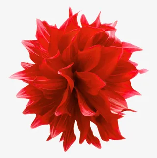 火红多瓣花免抠