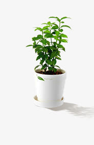绿色盆栽春意植物免抠