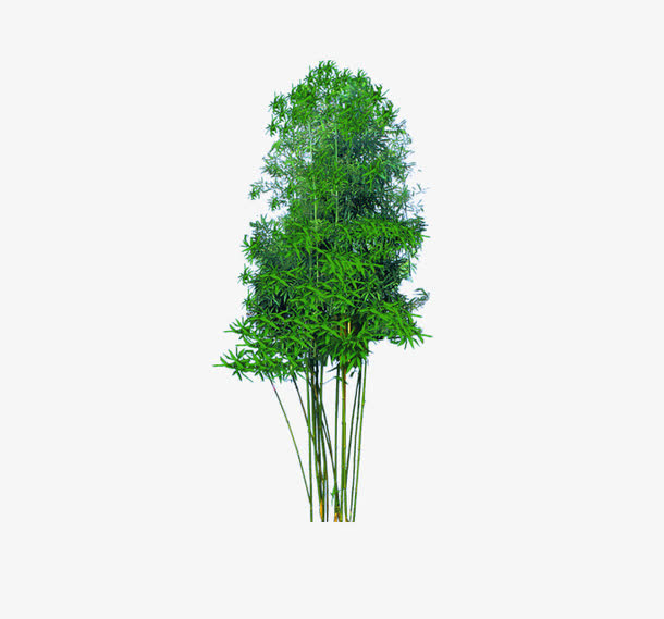 竹子免抠