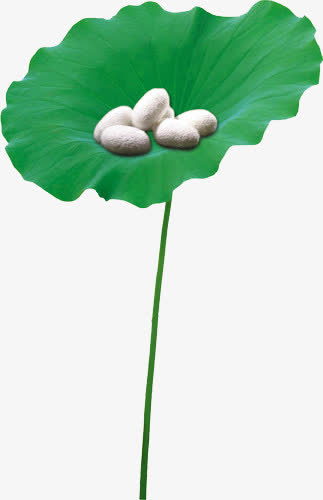 蚕茧免抠