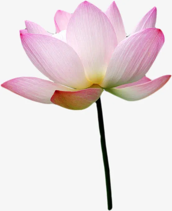 荷花花朵免抠