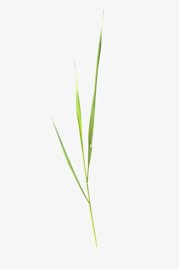 背景装饰 小草