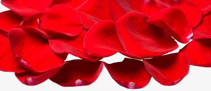 花瓣矢量图花瓣图免抠