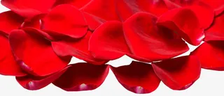 花瓣矢量图花瓣图免抠