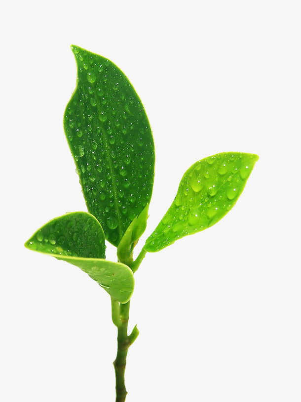 清新嫩芽水珠免抠